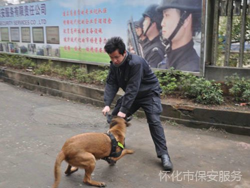 犬防服務