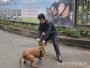 犬防服務