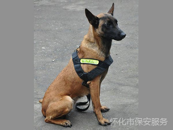 犬防服務