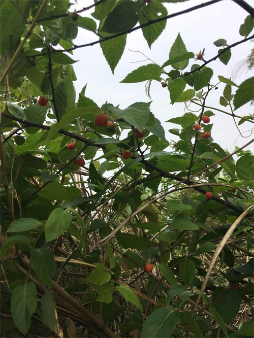 廣東中保維安保安服務集團有限公司,懷化(huà)守護押運,懷化(huà)保安守護服務,保安公司